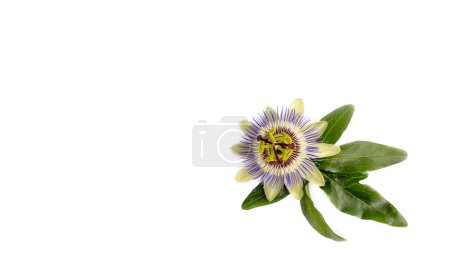 Téléchargez les photos : Passiflora incarnata sur fond blanc - en image libre de droit