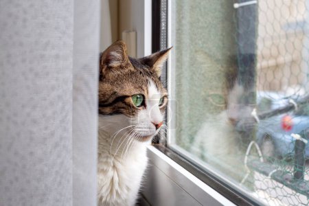 Photo for The tabby cat is watching out the window, there is a reflection in the glass. - Royalty Free Image