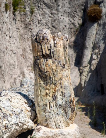 Téléchargez les photos : A fossilized tree trunk from the UNESCO Geopark "Petrified Forest of Sigri" on the island of Lesvos in Greece. Greece Lesbos fossil forest - en image libre de droit