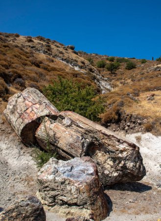 Foto de A fossilized tree trunk from the UNESCO Geopark "Petrified Forest of Sigri" on the island of Lesvos in Greece. Greece Lesbos fossil forest - Imagen libre de derechos