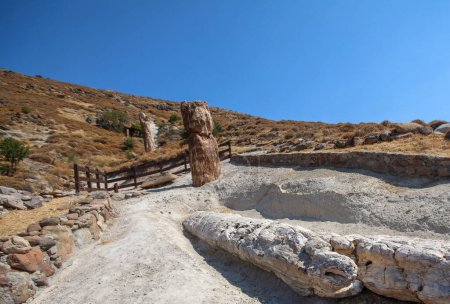 A fossilized tree trunk from the UNESCO Geopark "Petrified Forest of Sigri" on the island of Lesvos in Greece. Greece Lesbos fossil forest