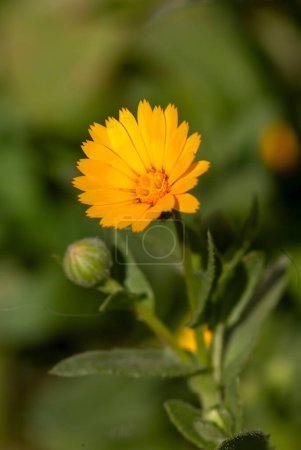 Foto de Caléndula arvensis o caléndula de campo, una hermosa y amarilla flor de la zona mediterránea - Imagen libre de derechos