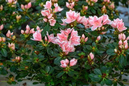 Téléchargez les photos : Azalea - Acelya est le nom donné à certaines espèces végétales du genre rhododendron (Rhododendron) de la famille des Ericaceae. - en image libre de droit