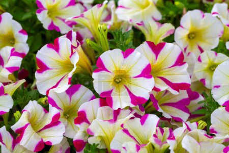 Téléchargez les photos : Petunia est un genre de plantes de la famille des Solanacées.. - en image libre de droit