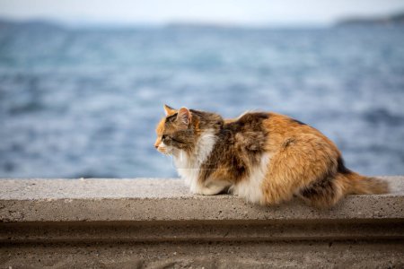 Téléchargez les photos : Un beau calico chat errant et la mer - en image libre de droit