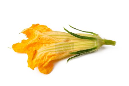 Téléchargez les photos : Fleur de courgette isolée sur fond blanc
. - en image libre de droit