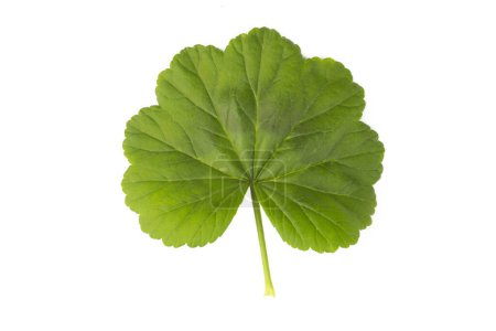 Photo for Green geranium leaf isolated on white background - Royalty Free Image