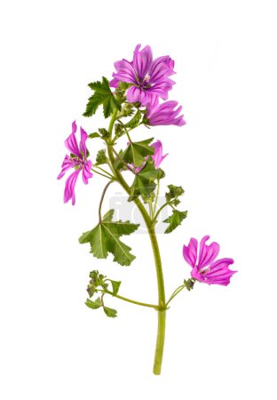 Photo for Malva sylvestris in front of white background - Royalty Free Image