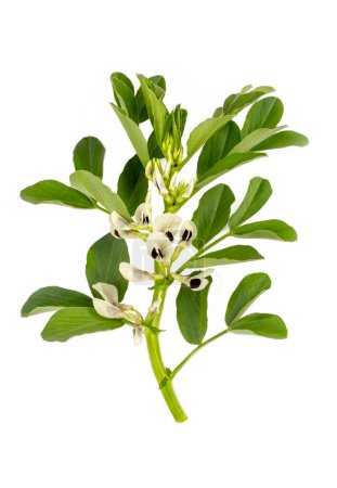 Vicia faba on the white background
