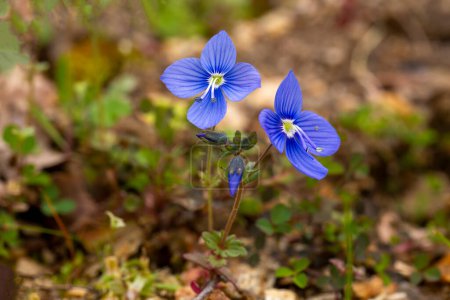 Photo for Veronica chamaedrys or germander speedwell blue flower - Royalty Free Image