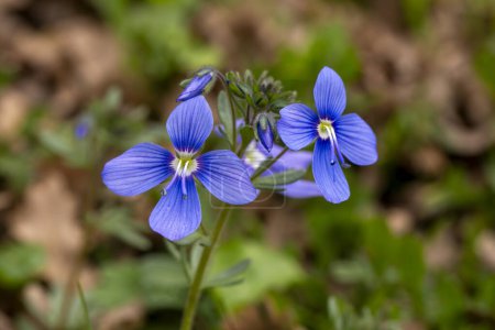 Photo for Veronica chamaedrys or germander speedwell blue flower - Royalty Free Image