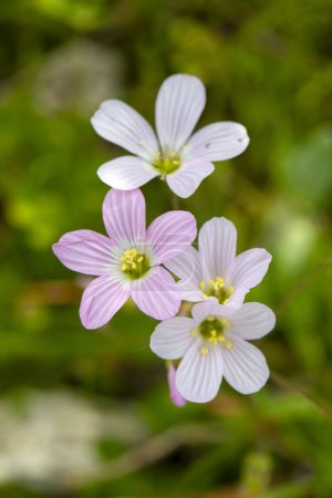 Moenchia mantica. Una delicada flor silvestre.