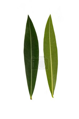 Nerium-Oleander-Blätter auf weißem Hintergrund.