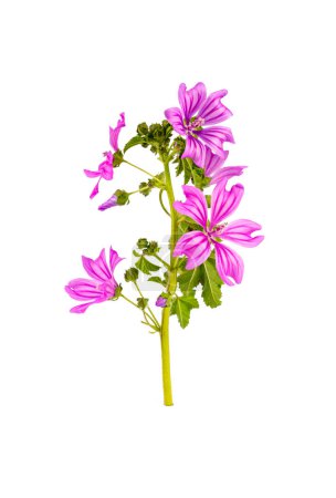 Photo for Malva sylvestris in front of white background - Royalty Free Image