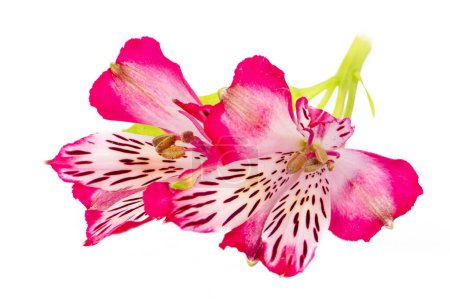 Téléchargez les photos : Alstroemeria fleur isolée sur fond blanc - en image libre de droit