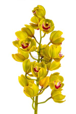 Foto de Preciosa planta de orquídea Cymbidium verde. - Imagen libre de derechos