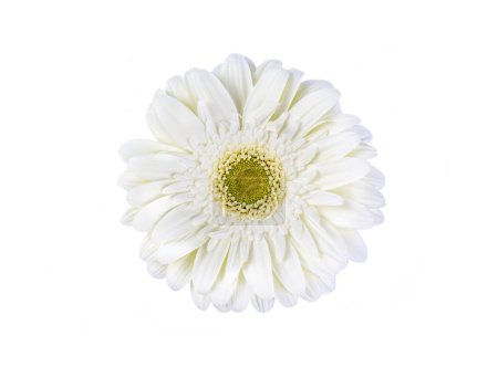 Photo for White gerbera flower isolated on white background - Royalty Free Image