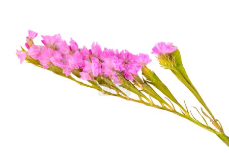 Foto de El nombre de estas flores es Wavyleaf sea-lavender, Statice, Limonium. El nombre científico es Limonium sinuatum - Imagen libre de derechos