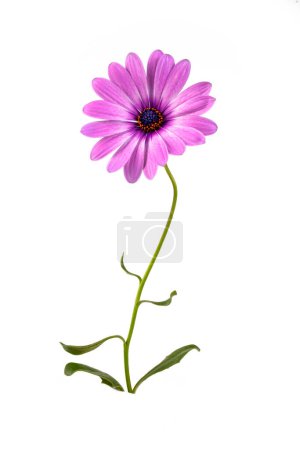 African daisy flower - Dimorphotheca ecklonis isolated on white background