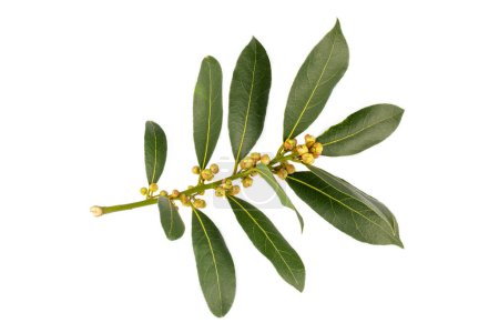 Fresh green daphne leaves - leaf on the white background