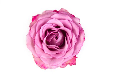 Téléchargez les photos : Rose rose isolée sur fond blanc
. - en image libre de droit