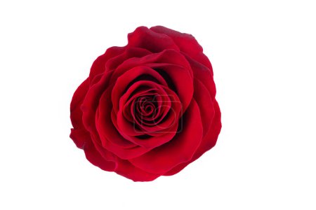 Foto de Primer plano de capas de pétalos de rosa roja - Imagen libre de derechos