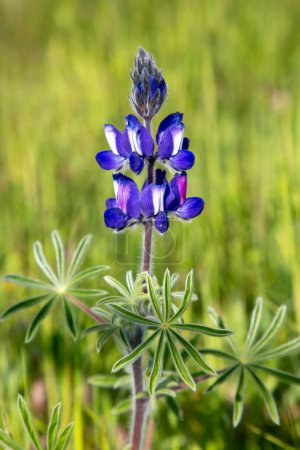 Lupinus pilosus is a species of edible flowering plant from the Fabaceae family that grows in Mediterranean shrublands.