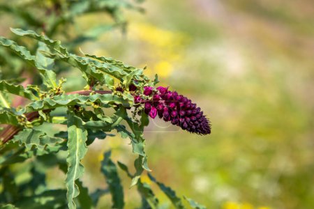 Foto de Lysimachia atropurpurea es una especie de planta perteneciente a la familia Primulaceae.. - Imagen libre de derechos