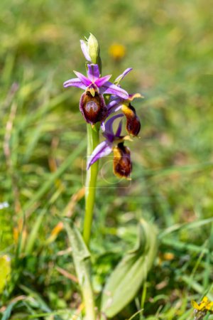 Foto de Ophrys ferrum - equino, abeja herradura - orquídea - Imagen libre de derechos