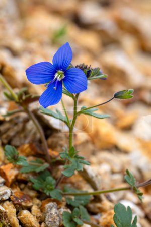 Veronica chamaedrys or germander speedwell blue flower