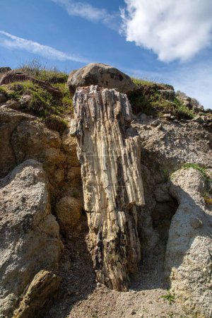 Foto de Un tronco fosilizado del Geoparque de la UNESCO "Bosque Petrificado de Sigri" en la isla de Lesbos en Grecia. Mitilene - Grecia Lesbos fossil forest - Imagen libre de derechos