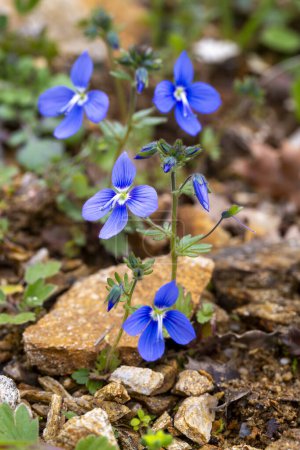 Veronica chamaedrys or germander speedwell blue flower