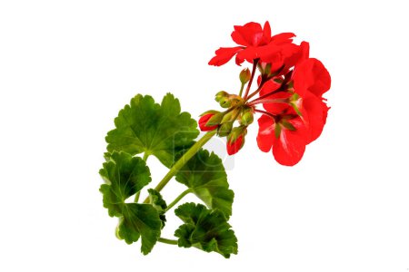 Téléchargez les photos : Fleur de géranium rouge sur fond blanc - en image libre de droit