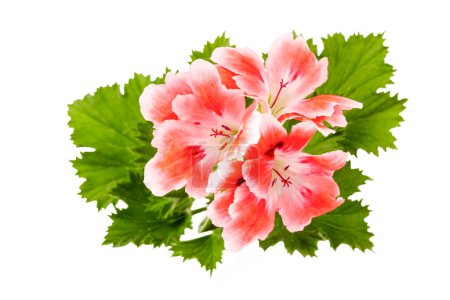 Téléchargez les photos : Fleur de pélargonium sur fond blanc - en image libre de droit