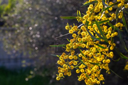 Foto de Acacia dealbata o retinodes, Silver Acacia, es una especie arbórea cosmopolita perenne. Yo... - Imagen libre de derechos