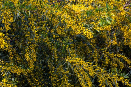 Acacia dealbata o retinodes, Silver Acacia, es una especie arbórea cosmopolita perenne. Yo...
