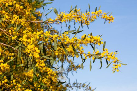Acacia dealbata o retinodes, Silver Acacia, es una especie arbórea cosmopolita perenne. Yo...