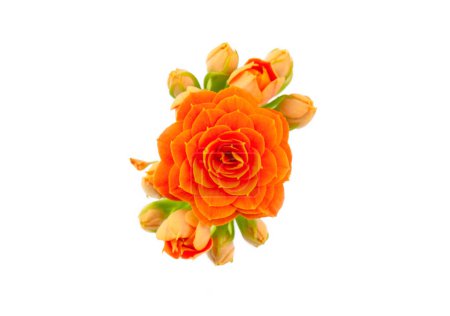 Photo for Kalanchoe plant with orange flowers - Royalty Free Image