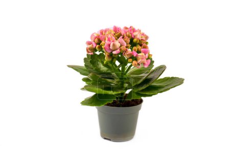 Photo for Kalanchoe plant in the pot isolated - Royalty Free Image