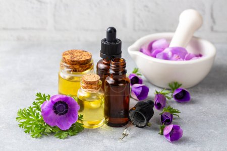 Anemone plant and essential anemone oil
