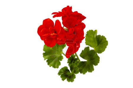 Foto de Flor roja de geranio sobre fondo blanco - Imagen libre de derechos