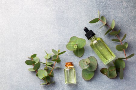 Photo for Eucalyptus leaves and essential oil - Royalty Free Image