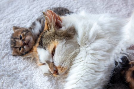 Photo for Calico mother cat and her little kitten - Royalty Free Image