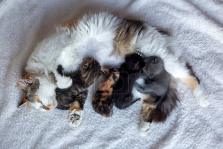 Foto de Madre gato está amamantando a su bebé gatitos - Imagen libre de derechos