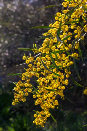 Gelbe Mimosen blühen. Akazie dealbata o retinodes, Silberakazie, ist eine mehrjährige, kosmopolitische Baumart.