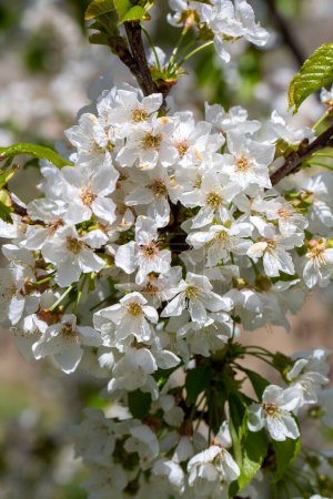 Téléchargez les photos : Des cerisiers en fleurs au printemps. Fleur de cerise. - en image libre de droit