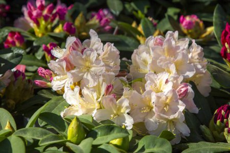 Téléchargez les photos : Buisson en fleurs Rhododendron Yakushimanum 'Fantastica' - en image libre de droit