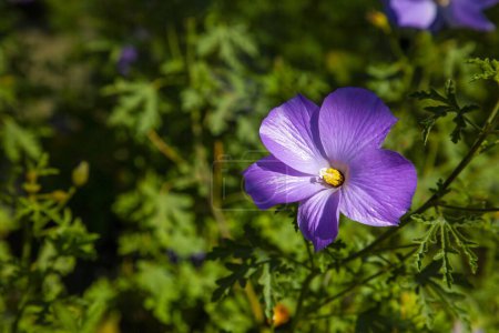 Foto de Alyogyne huegelii, hibisco azul, hibisco lila, hibisco huegelii. Flor lila pálida - Imagen libre de derechos
