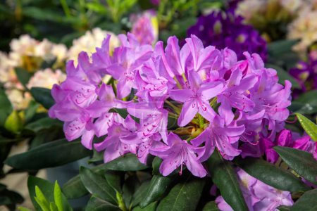 Téléchargez les photos : Buisson en fleurs Rhododendron Yakushimanum 'Fantastica' - en image libre de droit