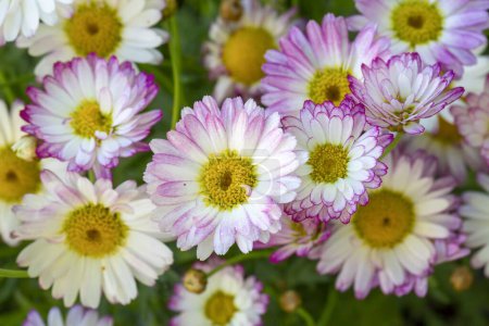 Photo for Argyranthemum is a genus belonging to the Asteraceae family. - Royalty Free Image